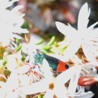 Castiarina kerremansi (A jewel beetle) at Sherwood Forest - 8 Nov 2022 by Harrisi