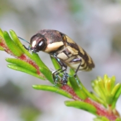 Castiarina decemmaculata (Ten-spot Jewel Beetle) at Coree, ACT - 8 Nov 2022 by Harrisi