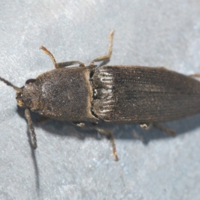 Elateridae sp. (family) (Unidentified click beetle) at Sherwood Forest - 8 Nov 2022 by Harrisi