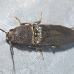 Elateridae sp. (family) (Unidentified click beetle) at Sherwood Forest - 8 Nov 2022 by Harrisi