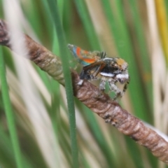 Maratus pavonis (Dunn's peacock spider) at Lower Cotter Catchment - 8 Nov 2022 by Harrisi