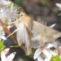 Helicoverpa armigera (Cotton bollworm, Corn earworm) at Sherwood Forest - 8 Nov 2022 by Harrisi