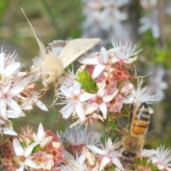 Helicoverpa armigera at Coree, ACT - 8 Nov 2022