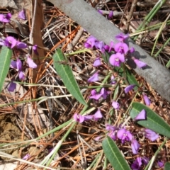 Hardenbergia violacea (False Sarsaparilla) at Alpine - 29 Aug 2022 by JanHartog