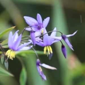 Stypandra glauca at Alpine, NSW - 10 Nov 2022