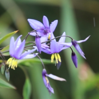 Stypandra glauca (Nodding Blue Lily) at Wingecarribee Local Government Area - 10 Nov 2022 by JanHartog