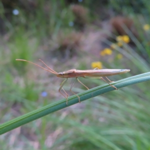 Mutusca brevicornis at Kambah, ACT - 9 Nov 2022 04:10 PM