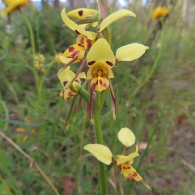 Diuris sulphurea (Tiger Orchid) at Mount Taylor - 9 Nov 2022 by MatthewFrawley