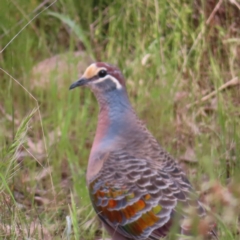 Phaps chalcoptera (Common Bronzewing) at Mount Taylor - 9 Nov 2022 by MatthewFrawley