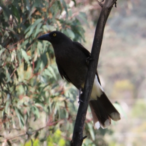 Strepera graculina at Kambah, ACT - 9 Nov 2022 04:37 PM