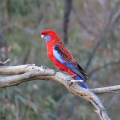 Platycercus elegans (Crimson Rosella) at Kambah, ACT - 9 Nov 2022 by MatthewFrawley