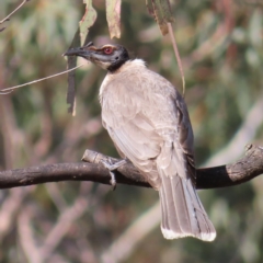 Philemon corniculatus (Noisy Friarbird) at Kambah, ACT - 9 Nov 2022 by MatthewFrawley