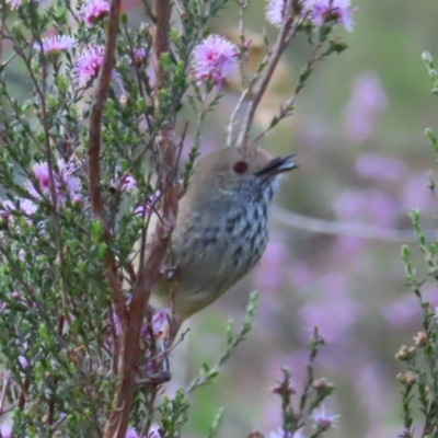 Acanthiza pusilla (Brown Thornbill) at Kambah, ACT - 9 Nov 2022 by MatthewFrawley