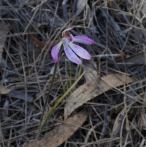 Caladenia mentiens at Borough, NSW - 9 Nov 2022