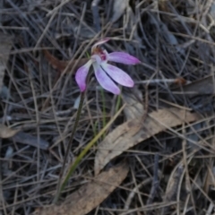 Caladenia mentiens (Cryptic Pink-fingers) at Borough, NSW - 8 Nov 2022 by Paul4K