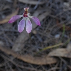 Caladenia mentiens at Borough, NSW - 9 Nov 2022