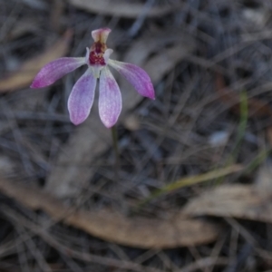 Caladenia mentiens at Borough, NSW - 9 Nov 2022