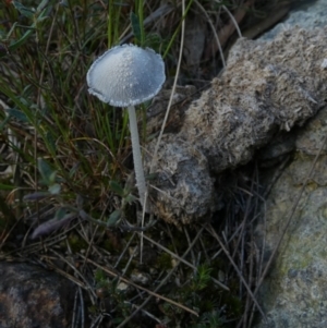 Coprinellus etc. at Borough, NSW - suppressed