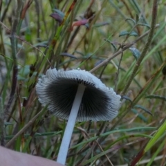 Coprinellus etc. at suppressed - 9 Nov 2022