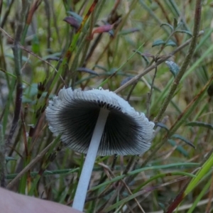 Coprinellus etc. at Borough, NSW - suppressed