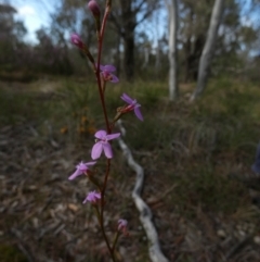 Stylidium (genus) (Trigger Plant) at Borough, NSW - 9 Nov 2022 by Paul4K