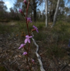 Stylidium sp. (Trigger Plant) at QPRC LGA - 8 Nov 2022 by Paul4K