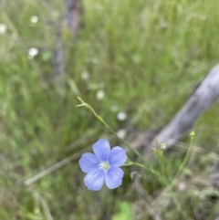 Linum marginale (Native Flax) at Mount Majura - 9 Nov 2022 by Stephendavidbruce