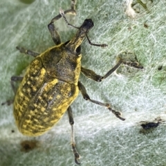 Larinus latus (Onopordum seed weevil) at Molonglo Valley, ACT - 9 Nov 2022 by mcosgrove