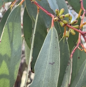 Eucalyptus pauciflora subsp. pauciflora at Mount Clear, ACT - 9 Nov 2022