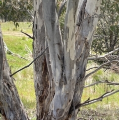 Eucalyptus pauciflora subsp. pauciflora at Mount Clear, ACT - 9 Nov 2022