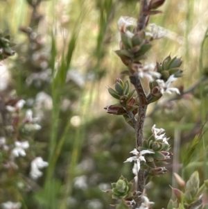 Styphelia attenuata at Mount Clear, ACT - 9 Nov 2022