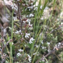 Styphelia attenuata at Mount Clear, ACT - 9 Nov 2022