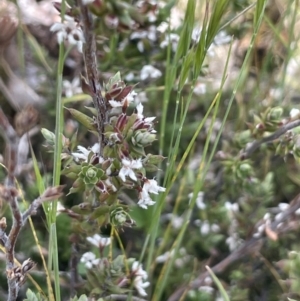 Leucopogon attenuatus at Mount Clear, ACT - 9 Nov 2022