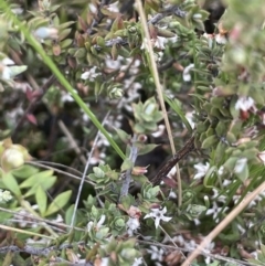 Styphelia attenuata at Mount Clear, ACT - 9 Nov 2022