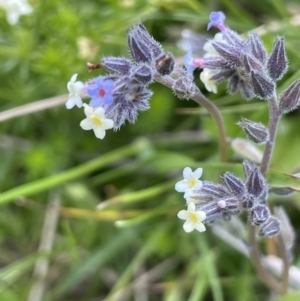 Myosotis discolor at Mount Clear, ACT - 9 Nov 2022