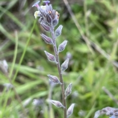 Myosotis discolor at Mount Clear, ACT - 9 Nov 2022