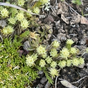 Scleranthus diander at Mount Clear, ACT - 9 Nov 2022 11:00 AM