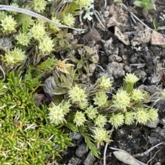Scleranthus diander (Many-flowered Knawel) at Mount Clear, ACT - 9 Nov 2022 by JaneR