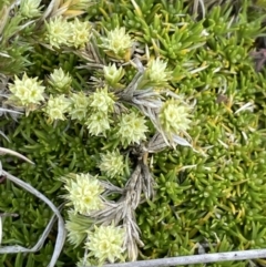 Scleranthus diander at Mount Clear, ACT - 9 Nov 2022 11:00 AM