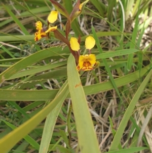 Diuris semilunulata at Booth, ACT - suppressed