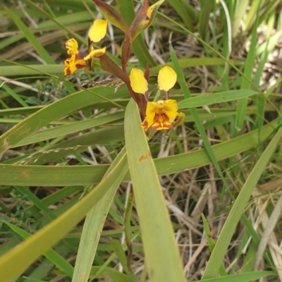 Diuris semilunulata (Late Leopard Orchid) at Booth, ACT - 9 Nov 2022 by gregbaines