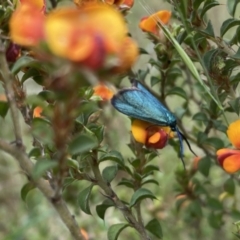 Pollanisus (genus) (A Forester Moth) at Kambah, ACT - 9 Nov 2022 by Shazw