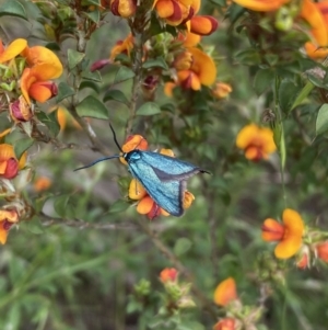 Pollanisus (genus) at Kambah, ACT - 9 Nov 2022 03:22 PM