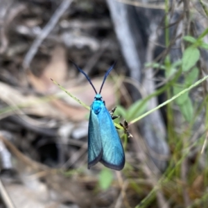 Pollanisus (genus) at Kambah, ACT - 9 Nov 2022 03:22 PM