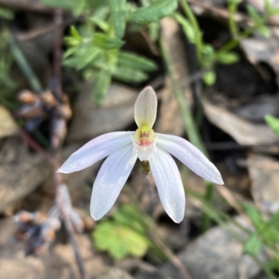 Caladenia fuscata (Dusky Fingers) at Conder, ACT - 19 Oct 2022 by Shazw
