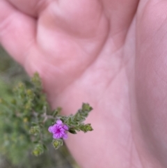 Kunzea parvifolia (Violet Kunzea) at Mount Taylor - 9 Nov 2022 by Shazw