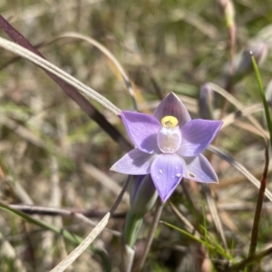 Thelymitra sp. (pauciflora complex) at Wanniassa, ACT - 9 Nov 2022