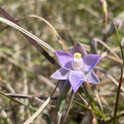 Thelymitra sp. (pauciflora complex) (Sun Orchid) at Wanniassa, ACT - 9 Nov 2022 by Shazw
