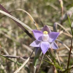 Thelymitra sp. (pauciflora complex) (Sun Orchid) at Farrer Ridge - 8 Nov 2022 by Shazw