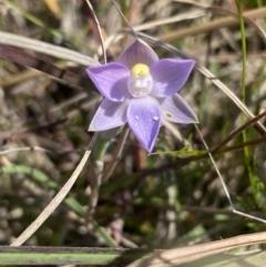 Thelymitra sp. (pauciflora complex) at Wanniassa, ACT - 9 Nov 2022